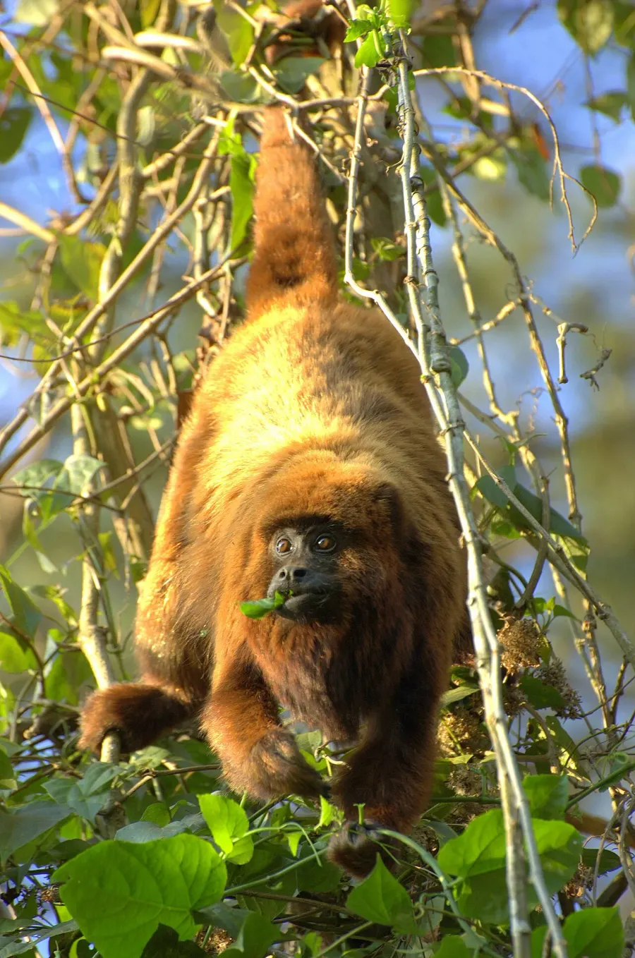 The Brown howler card