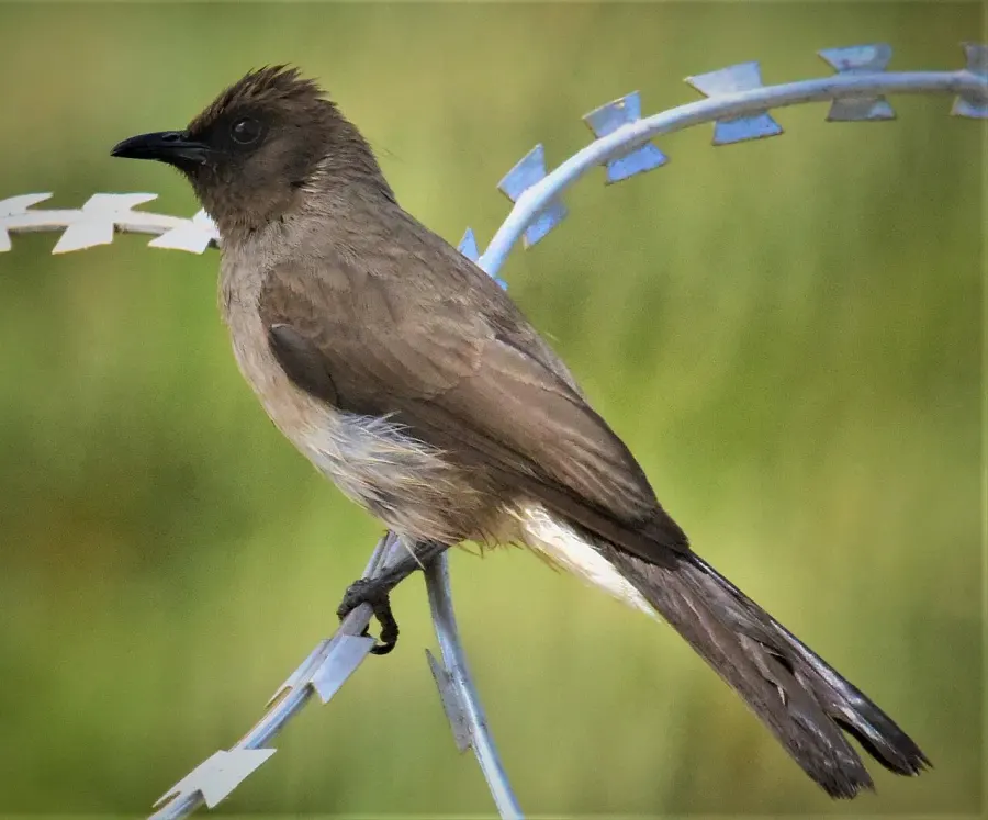 La carte Bulbul des jardins