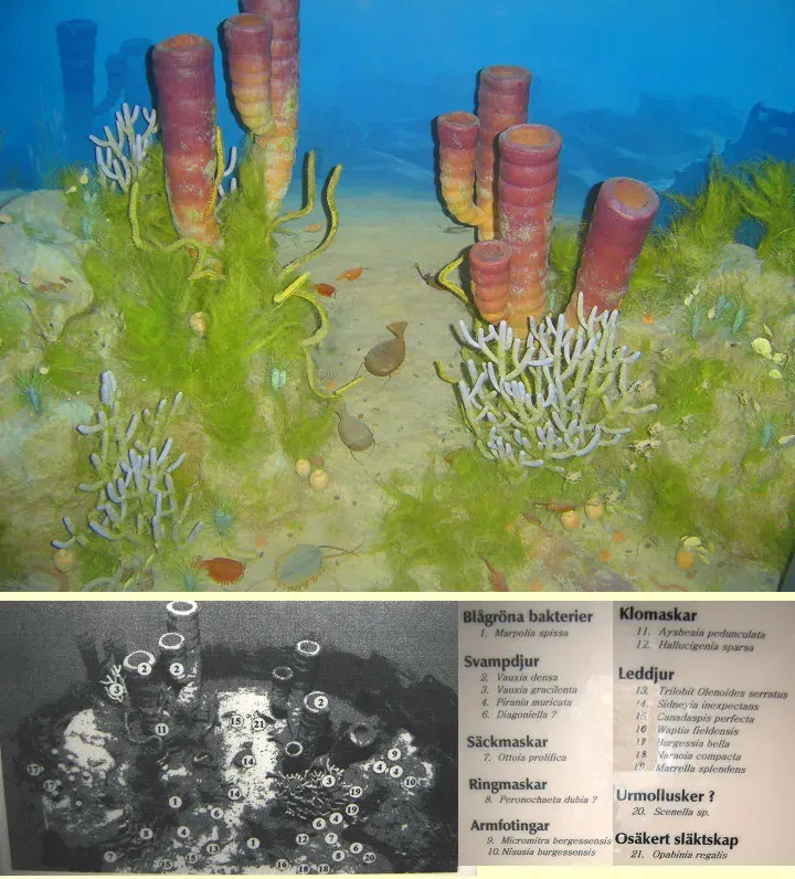 The Cambrian card