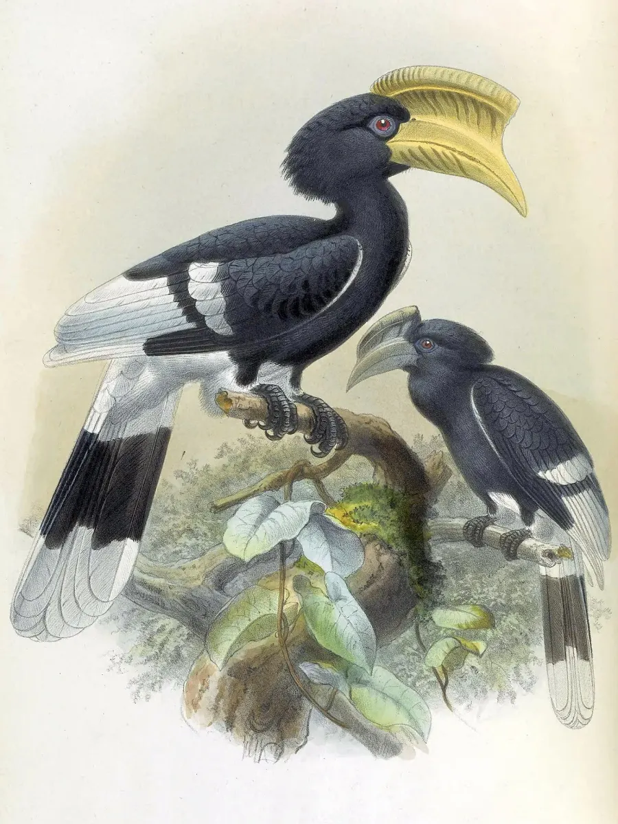 The Brown-cheeked hornbill card