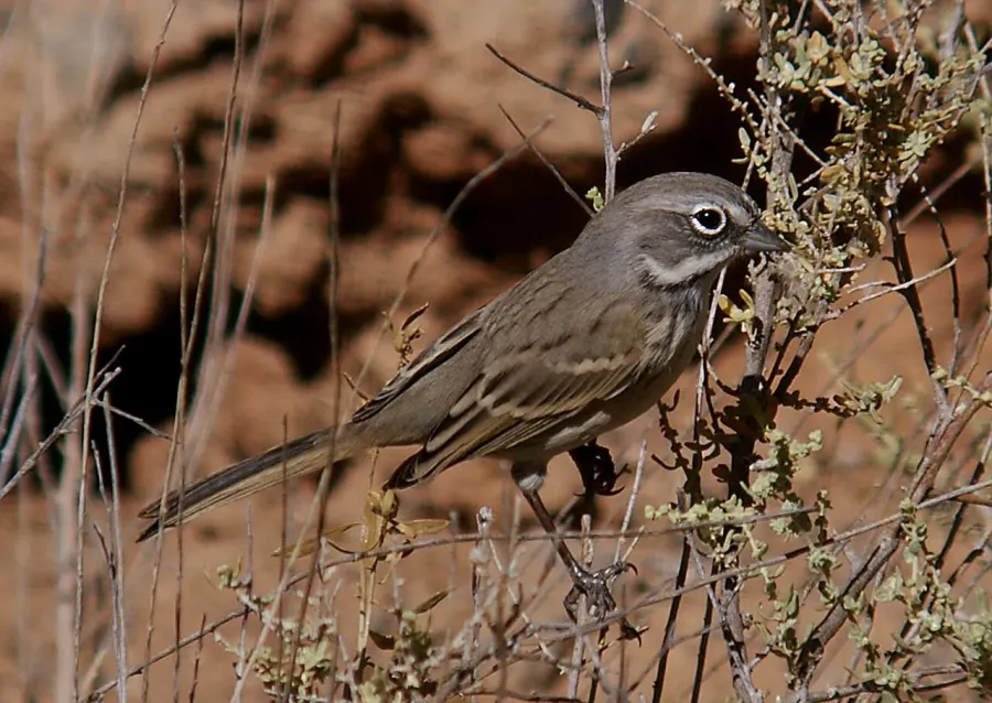 The Bell's sparrow card