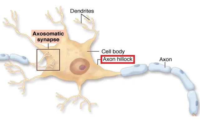 The Axon hillock card