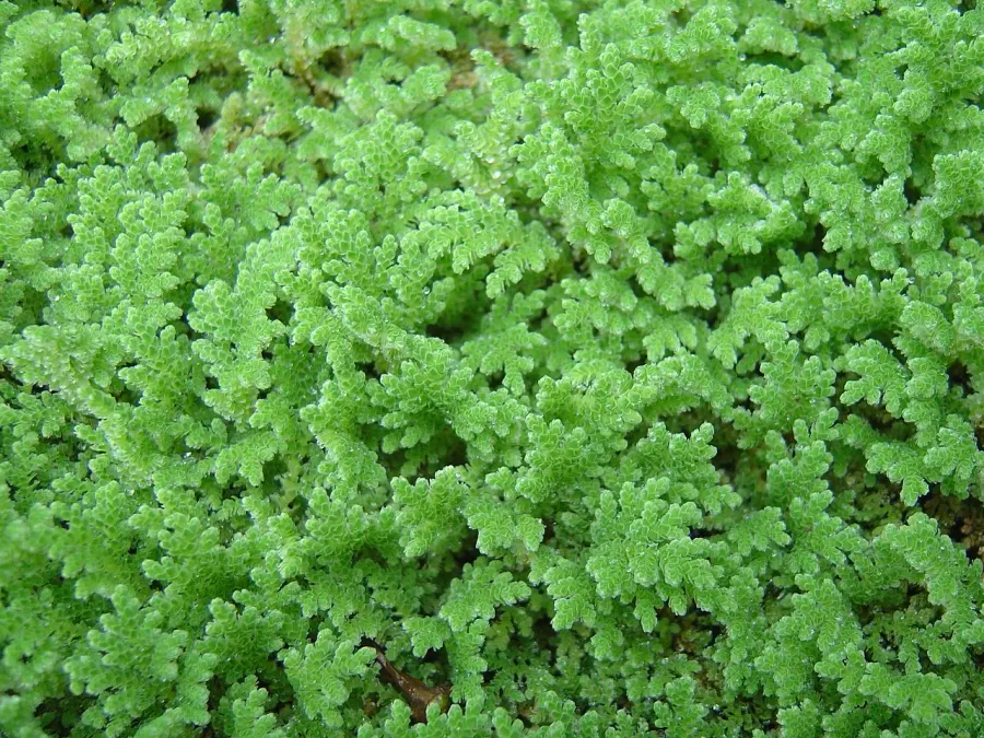 La carte Événement Azolla
