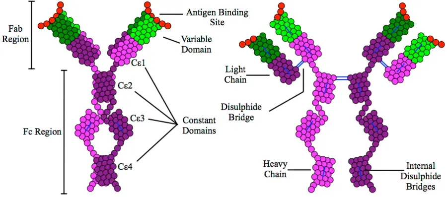 The Immunoglobulin E card