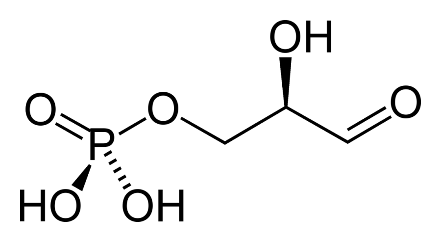 La carte Glycéraldéhyde-3-phosphate