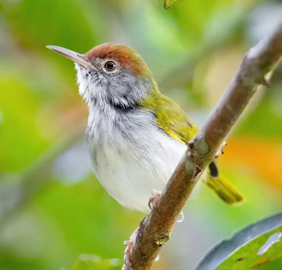 The Dark-necked tailorbird card