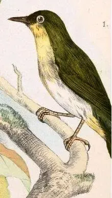 The Sangihe white-eye card