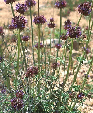 La carte Salvia columbariae