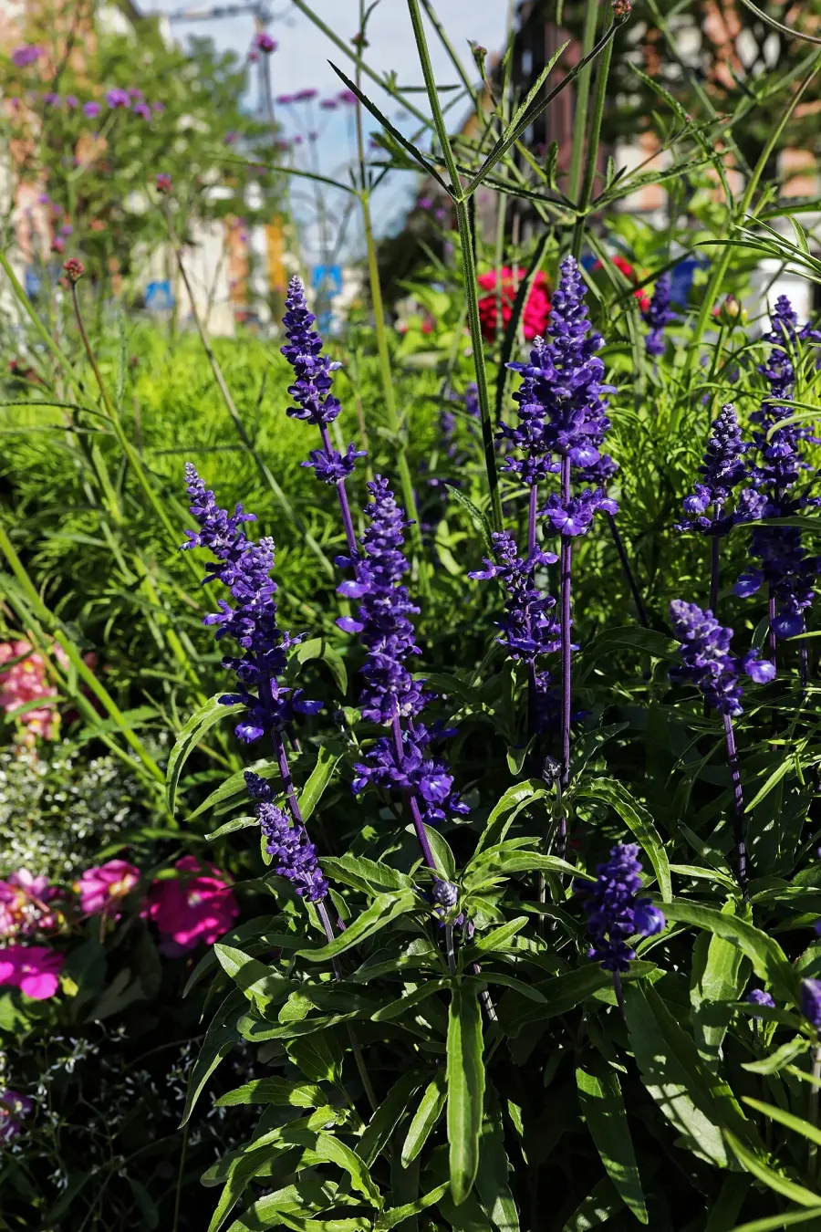 La carte Salvia farinacea