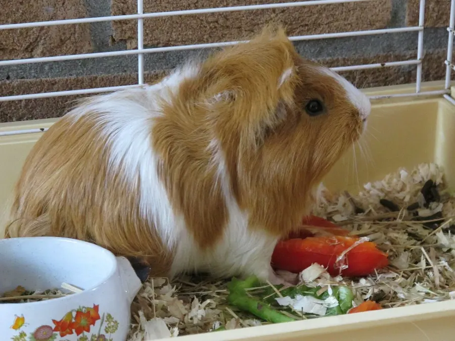 The Guinea pig card
