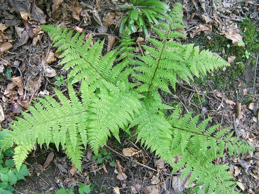 The Fern card