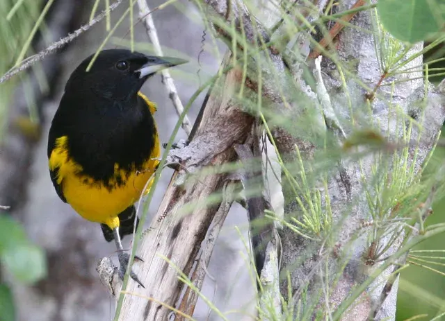 La carte Oriole des Bahamas