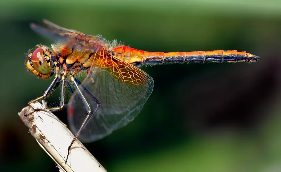 La carte Anisoptera