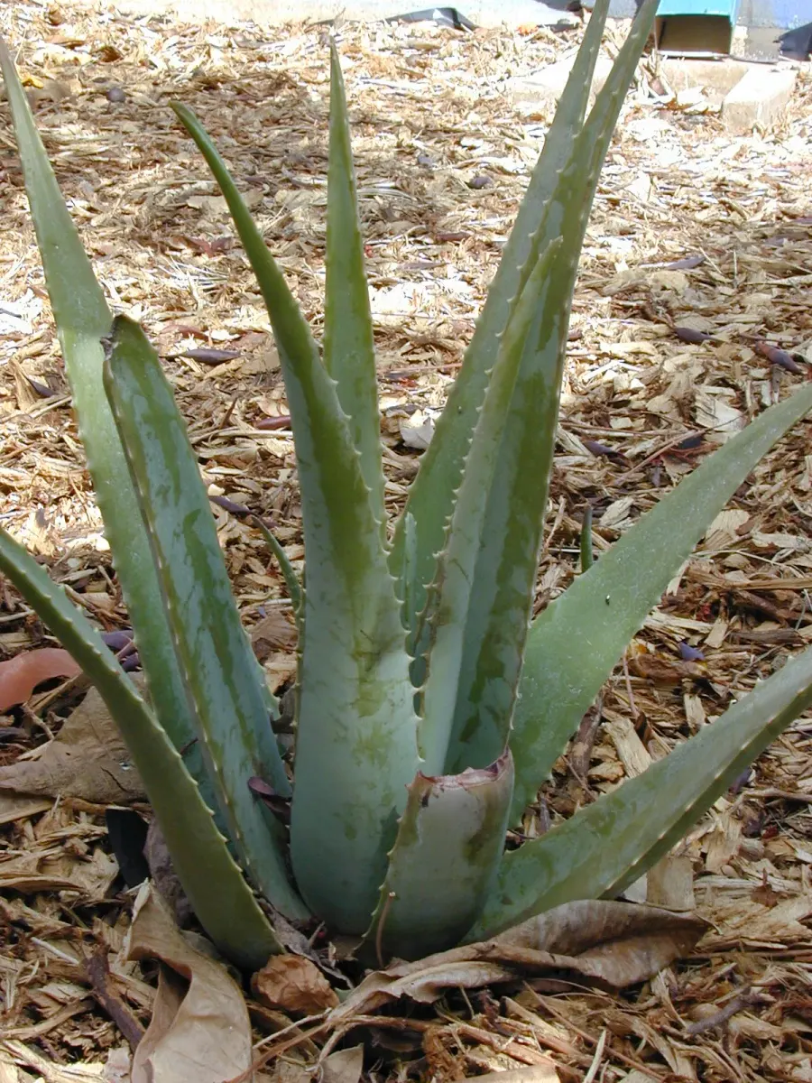 La carte Aloe vera