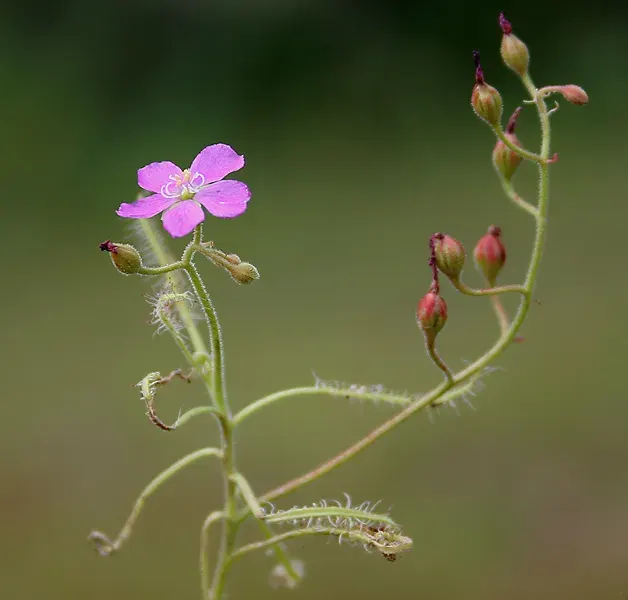 La carte Drosera indica