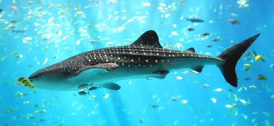 The Whale shark card