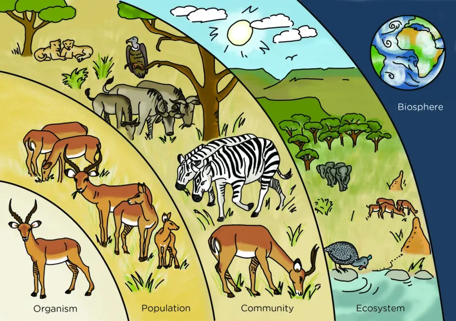The Biological organisation card