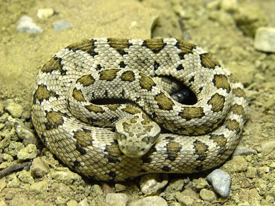 The Crotalus enyo card
