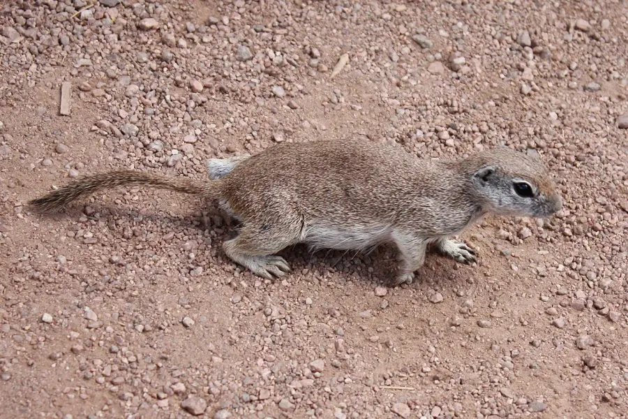The Xerospermophilus card