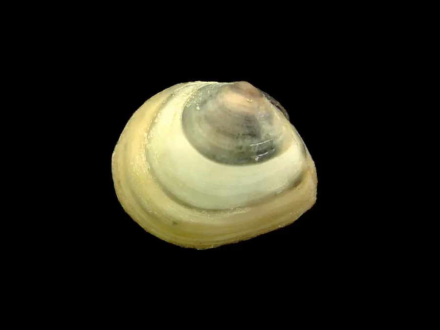La carte Macoma balthica