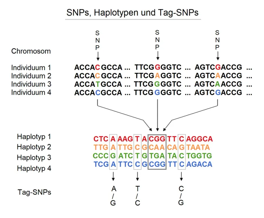 The Haplotype card