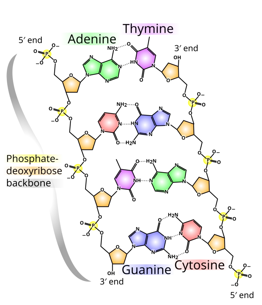 La carte Polynucléotide