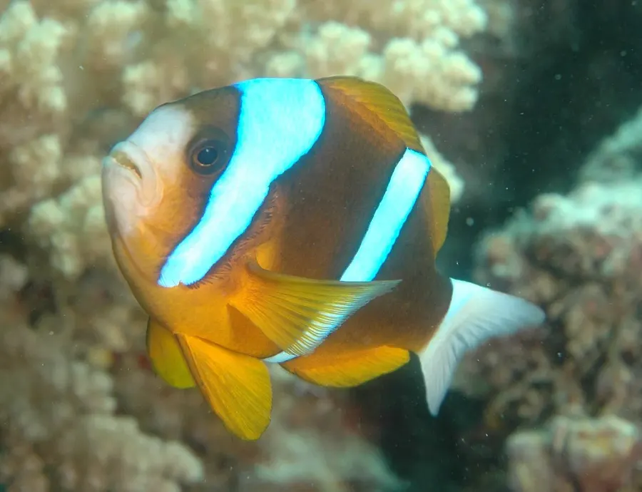 The Amphiprion akindynos card