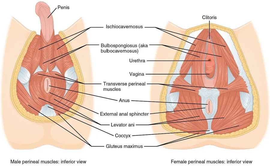 The Pelvic floor card