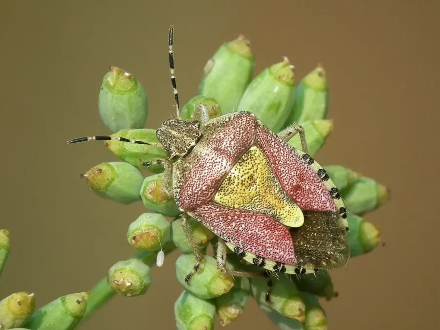 La carte Dolycoris baccarum