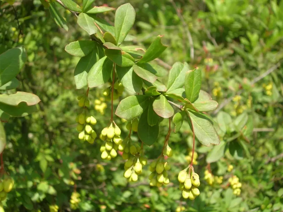 The Berberis aristata card