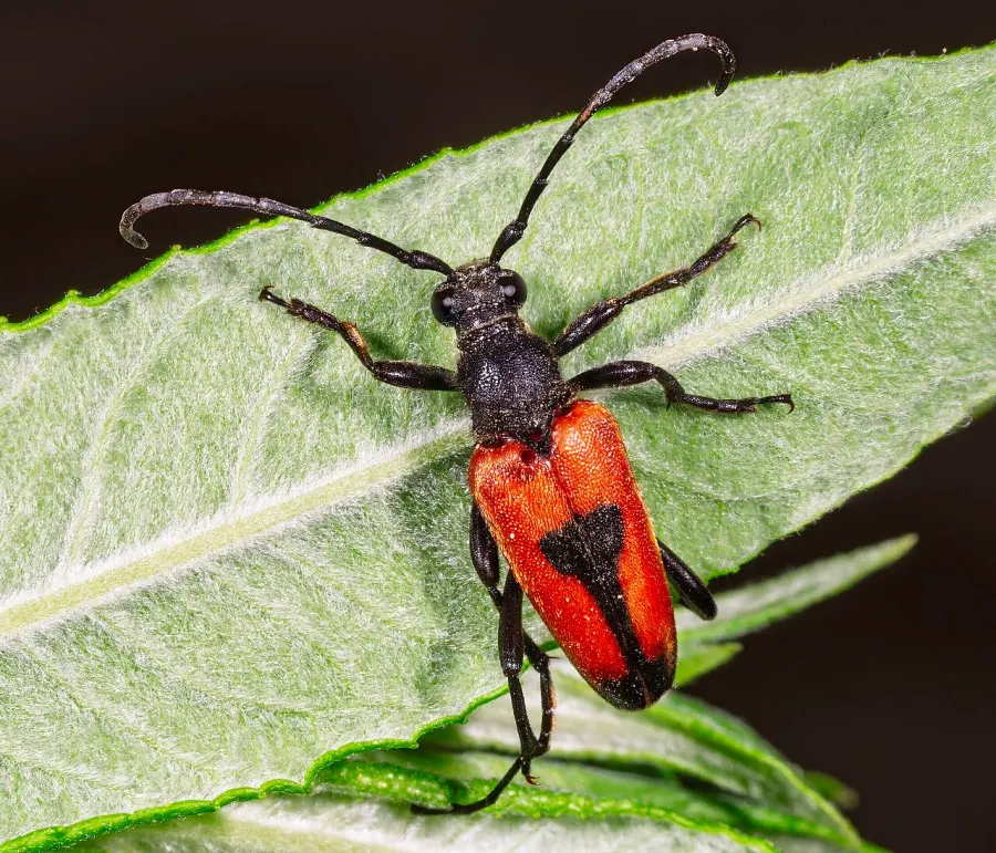 The Stictoleptura cordigera card