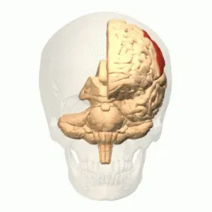 The Parietal lobe card