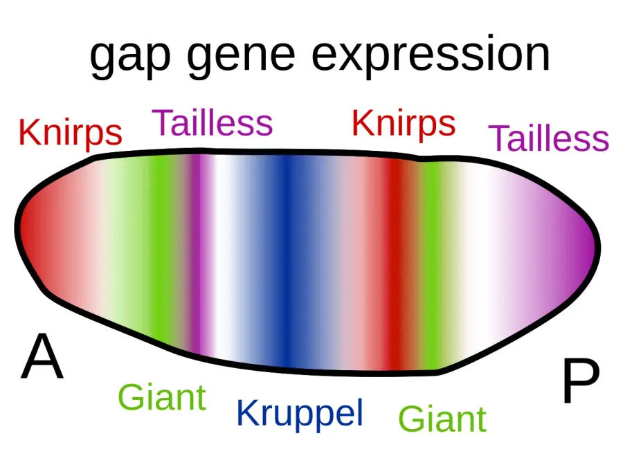 La carte Morphogenèse