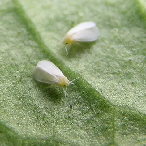 La carte Aleyrodidae