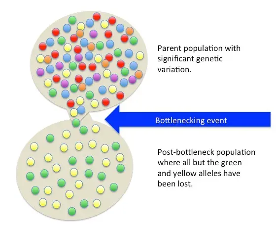 The Population bottleneck card