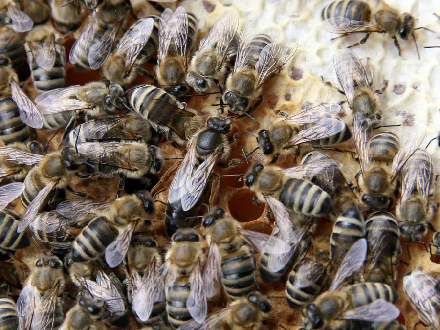 The Queen bee card