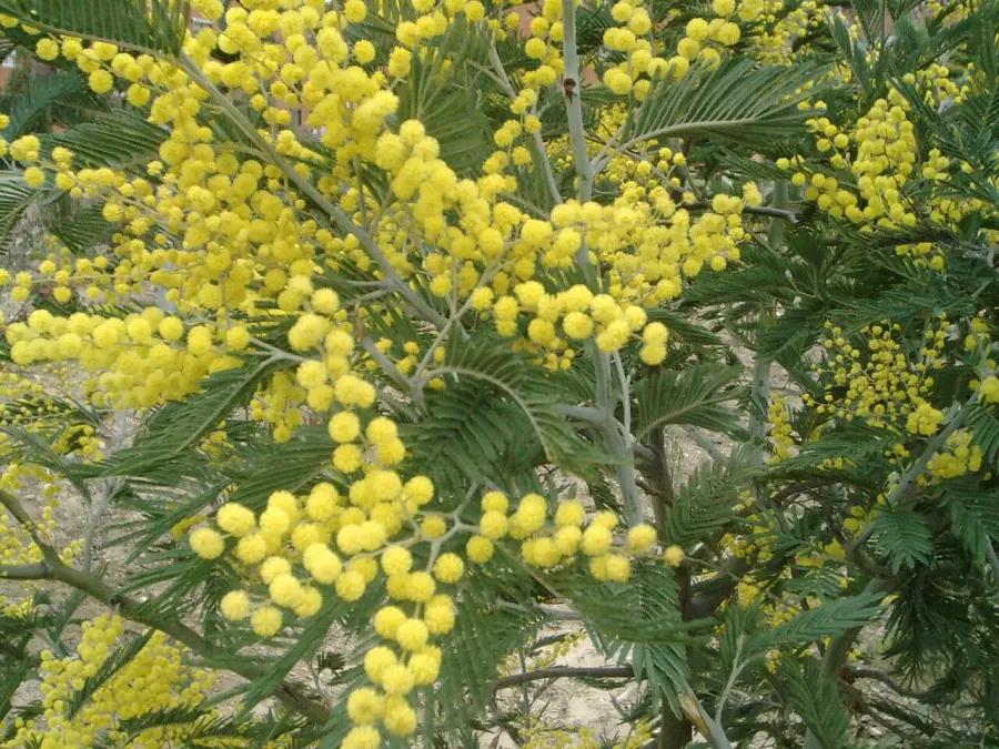 La carte Acacia