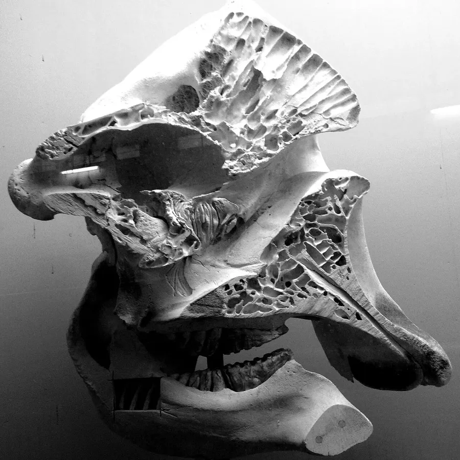The Osteology card
