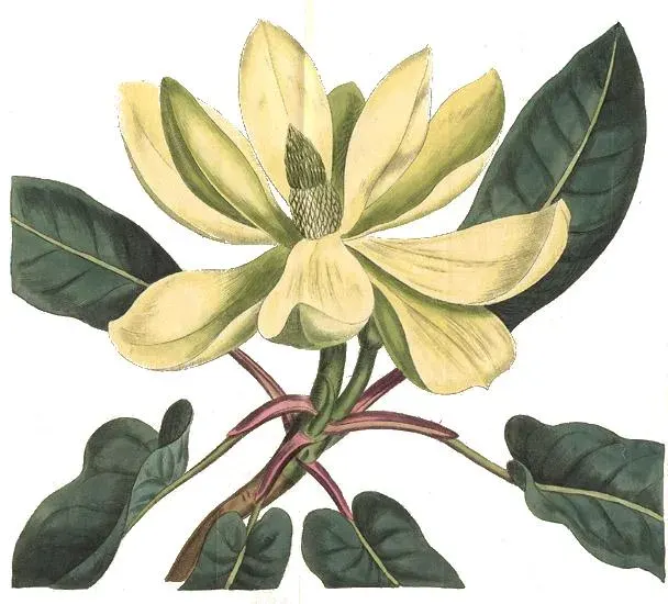 La carte Magnolia fraseri