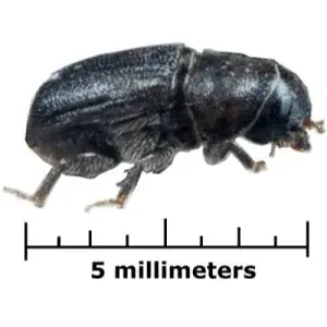 La carte Dendroctonus ponderosae