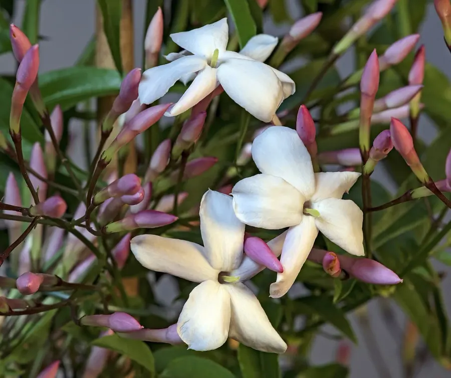 La carte Jasmin