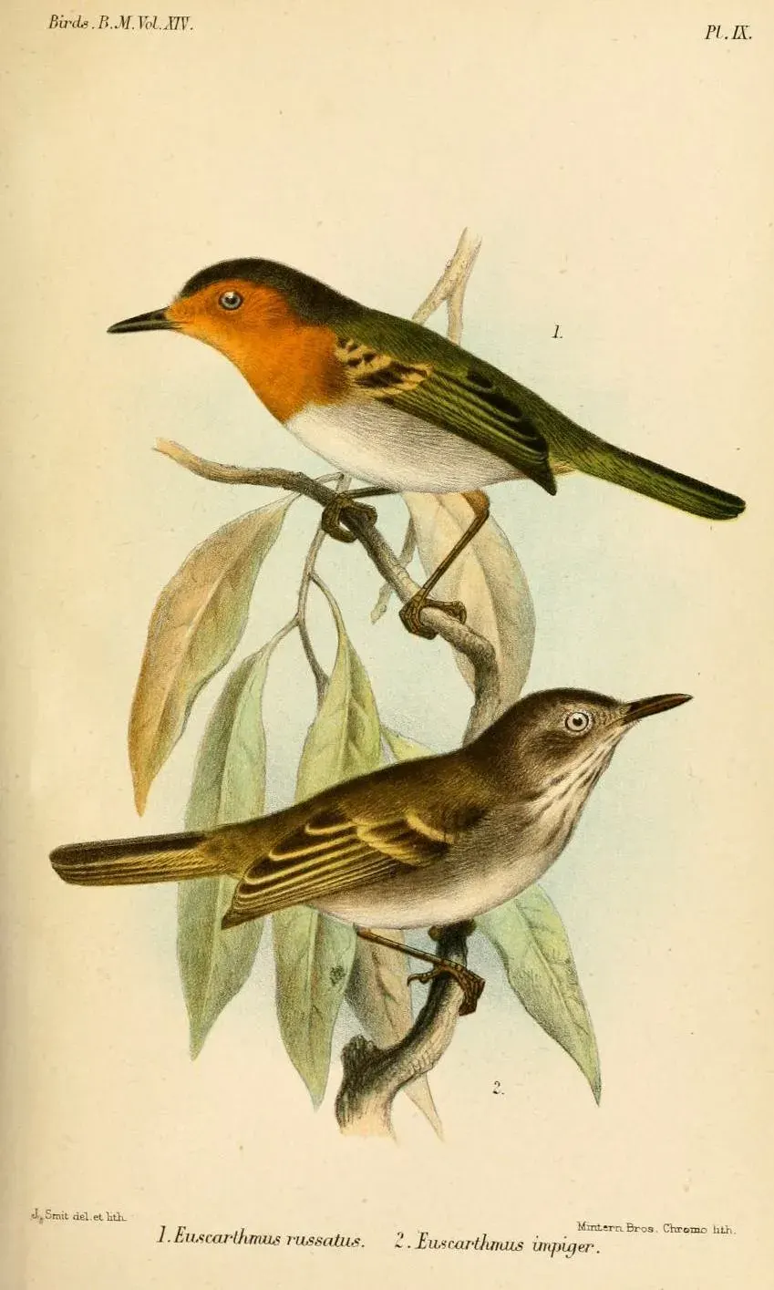 The Ruddy tody-flycatcher card