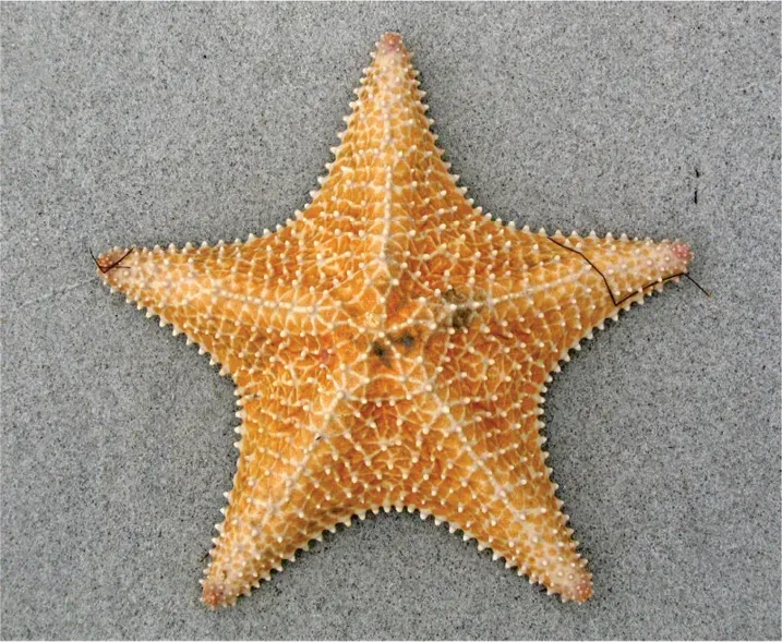The Oreaster reticulatus card