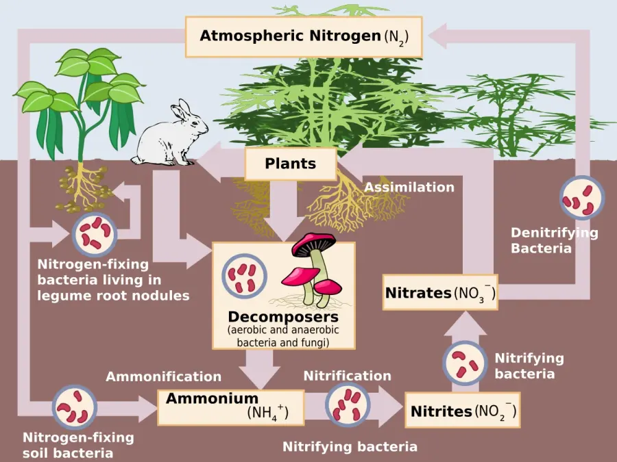 The Nitrogen cycle card