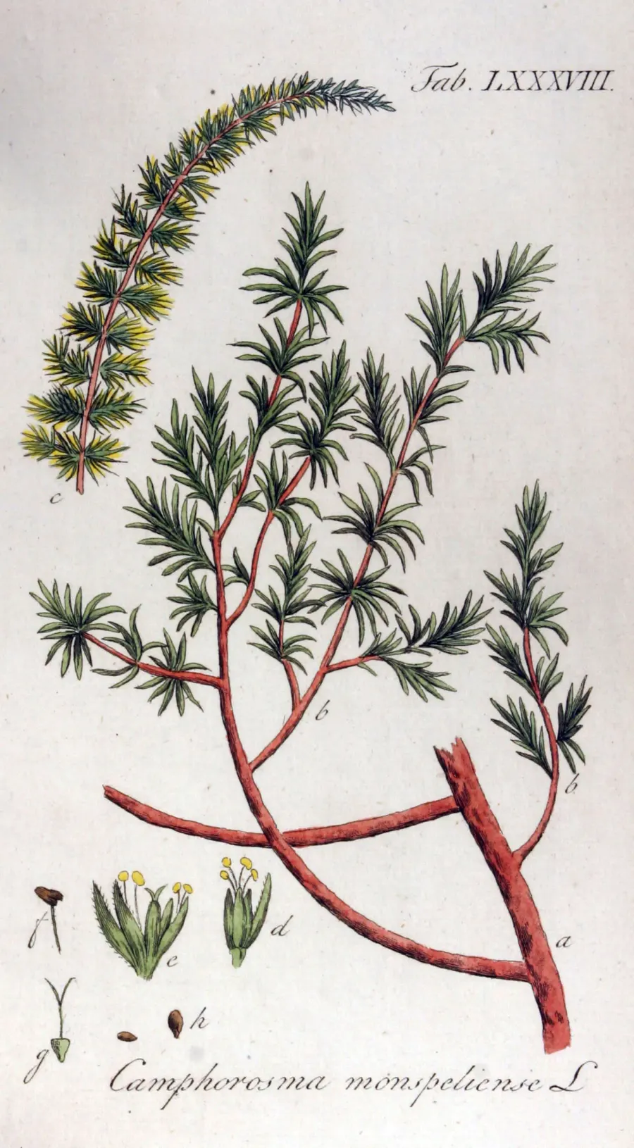 La carte Camphorosma