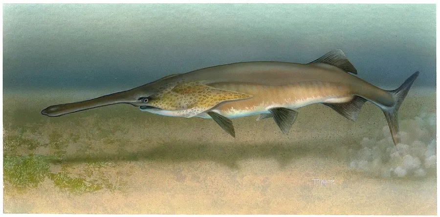 La carte Polyodon spathula