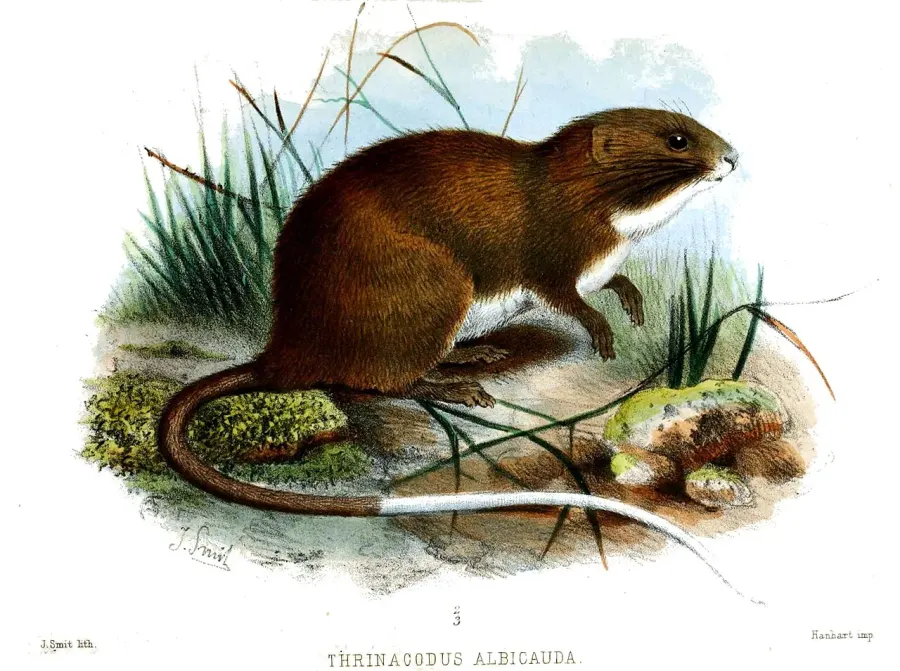 La carte Olallamys