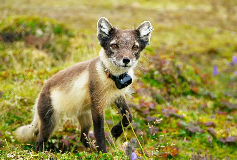 The Arctic fox card