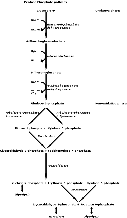 The Pentose phosphate pathway card