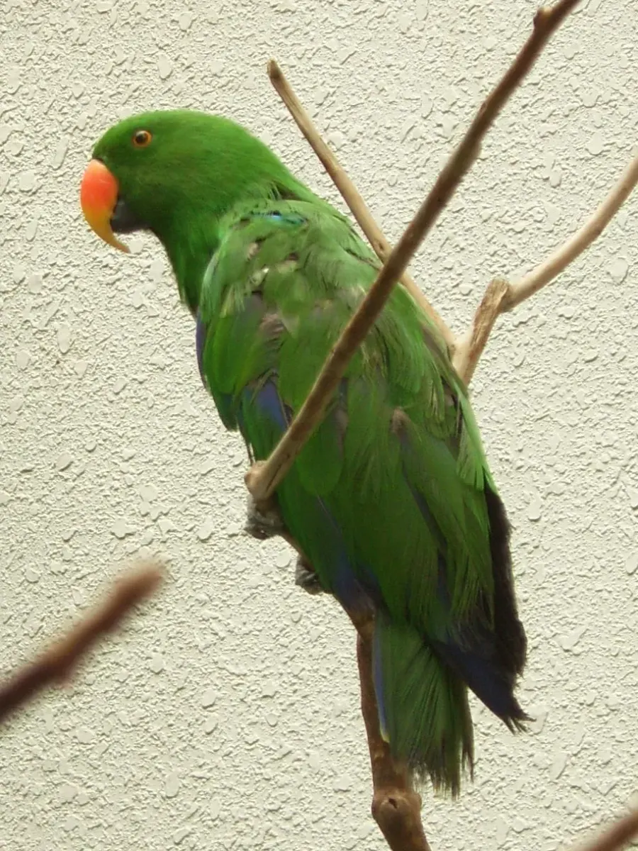 The Moluccan eclectus card